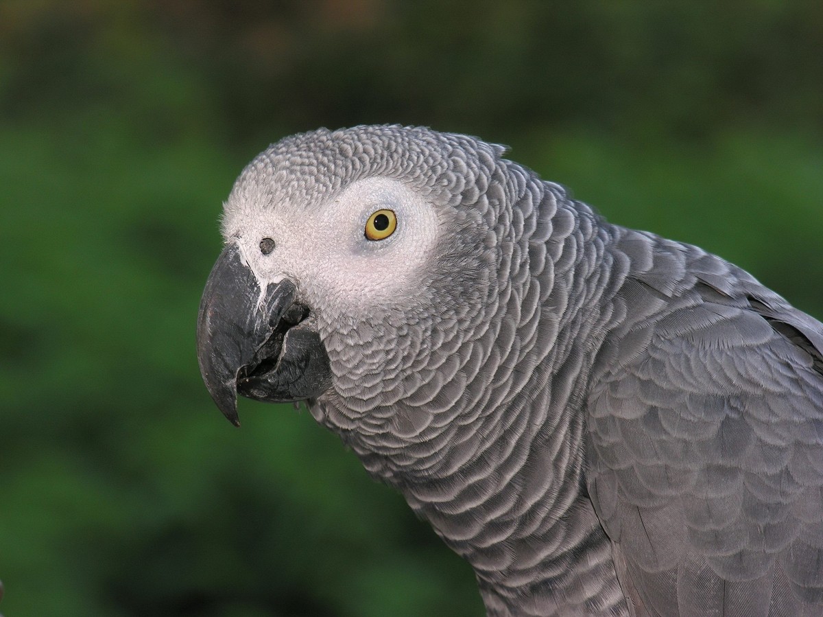Žako veľký - Psittacus erithacus